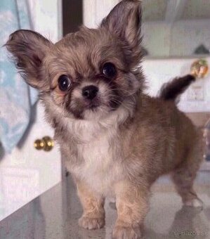 Dve šteniatka dlhosrstej čivavy na adopciu.