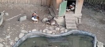 Predám kačice mandarínske