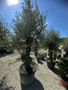 Mrazuvzdorný olivovník - Oleaeuropaea