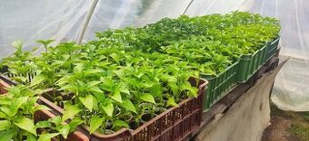 PRIESADY PLANTY