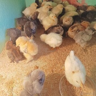 Araucana