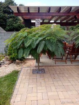 Albizia zelena-perzský hodvábny strom