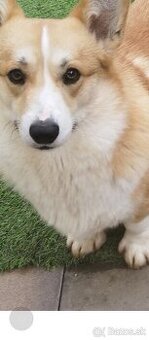 Corgi