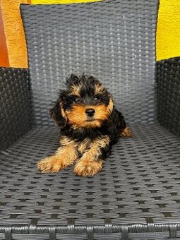 Yorkshire terrier mini