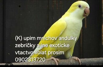 Kupim mnichov andulky a ine