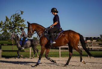 Arabský plnokrvník - kobyla