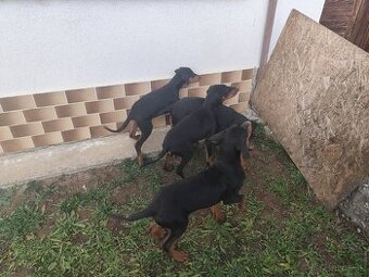Doberman šteniatka