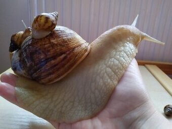 Darujem mláďatá Slimáka afrického