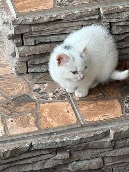 Mačiatka