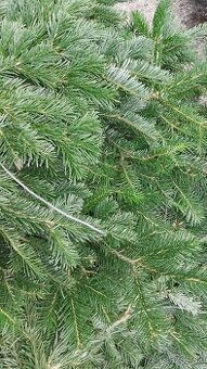 Čerstvá čecina z mladých stromov – balík cca 10 kg