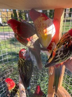 Rozely pestré , červené, škoricové , rubíno žltolíce