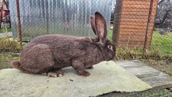 Nemecky obrovity strakac havana kominár