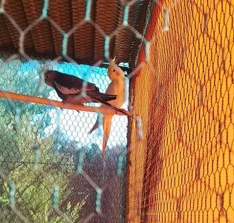 Predám mladé korely a andulky - 1