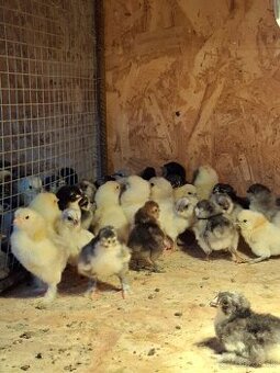 Araukány, Ayam cemani,  Brahmanky, Hodvábničky