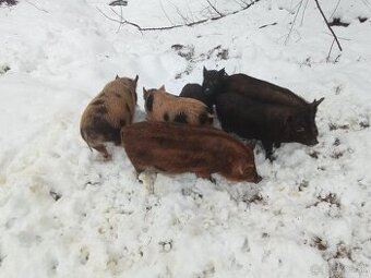 Predám vietnamské prasiatka