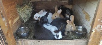 Mám na predaj zajačiky