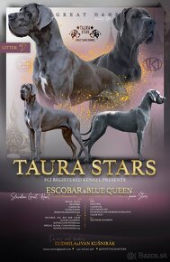 Nemecká doga modrá CHS ⭐ Taura Stars ⭐