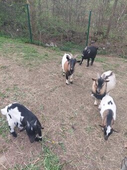 Holandska mini kozička, Minikozičky, Koza, Kozy