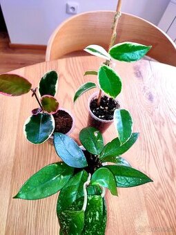 3 x hoya voskovka - cena spolu