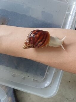 🐌lissachatina fulica albino body🐌