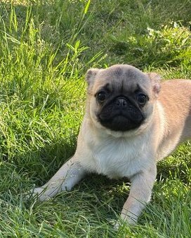 Mops predam