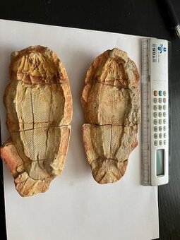 Fosília, skamenelina, ryba - inzerát č.1