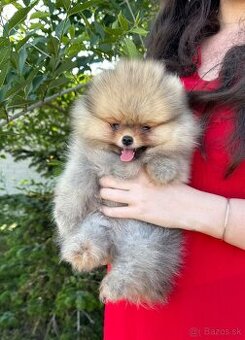 Pomeranian s PP FCI