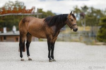 Žrebec QH reining