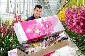 Znova aktálne 🌸 Práca v Holandsku – páry 🌸
