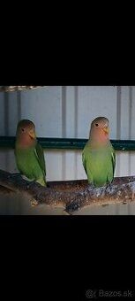 Agapornis rúžovohrdlý - 1