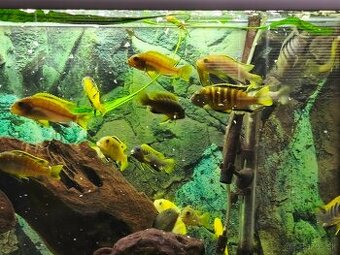 Predám rodinu cichlíd malawi Yellow vs Jalo Reef - 1