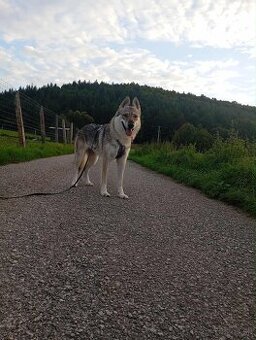 Darujem do dobrych rúk Československého vlčiaka s PP