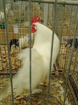 Leghorn