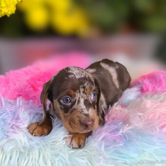 Jazvecik kratkosrsty