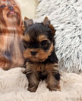 Yorkshire terrier, york - chlapci s rodokmeňom