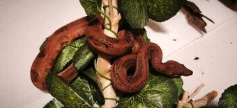 Velhad kralovsky leopard