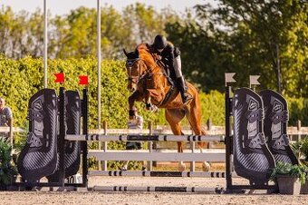 8 ročný parkúrový valach - 1