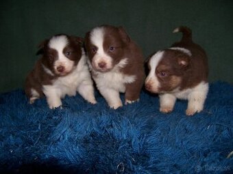 Border kolia čistokrvne šteniatka - 1