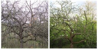 Záhradník, arborista