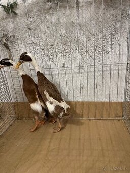 Indický bezec srnčí sedlatý