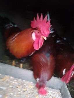 Na predaj kohúty a morky