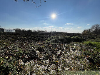 Priestranný slnečný pozemok so starším domom na polosamote