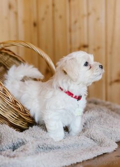 Havanský psík/ Bichon Havanais s PP - 1