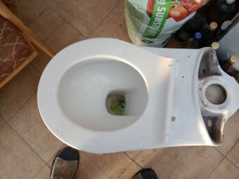WC misa