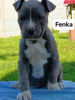 Americký stafordšírsky terier, amstaff