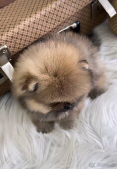 Pomeranian chlapček