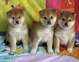 Shiba s PP / FCI /