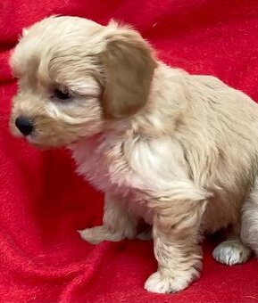 Maltipoo