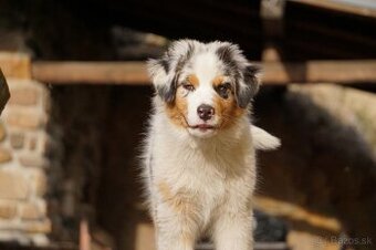 Australský ovčák s PP