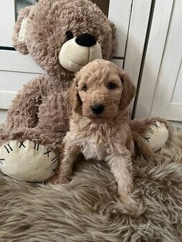 Goldendoodle F2
